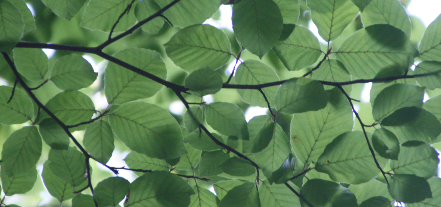 A photo of green leaves on a branch.