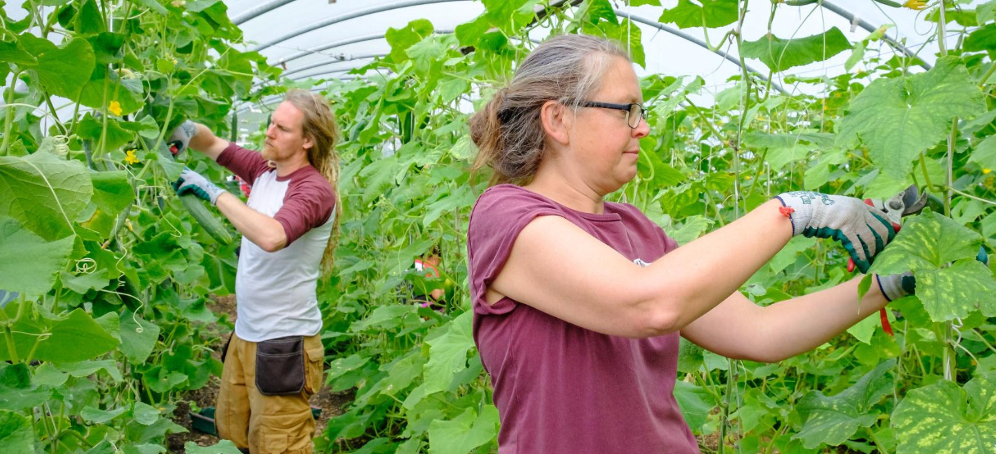 Two people are tending to tall plant vines inside a polytunnel.