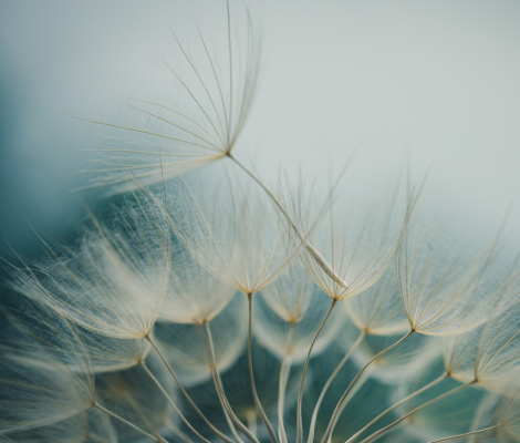 Dandelion seeds.